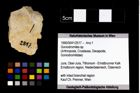 Foto (Objekt + Etikett) von Goniodromites sp.  (NHMW-GEO-1990-0041-2517)
